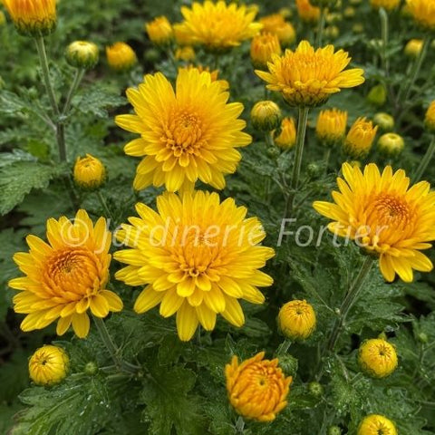 Chrysanthème "Sunny Igloo"