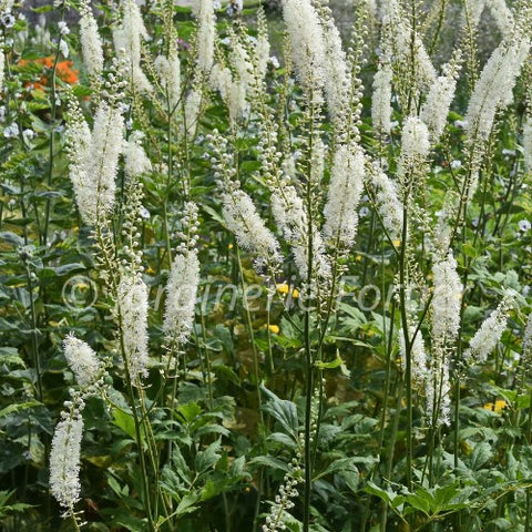 Cimicifuga "White Pearl"