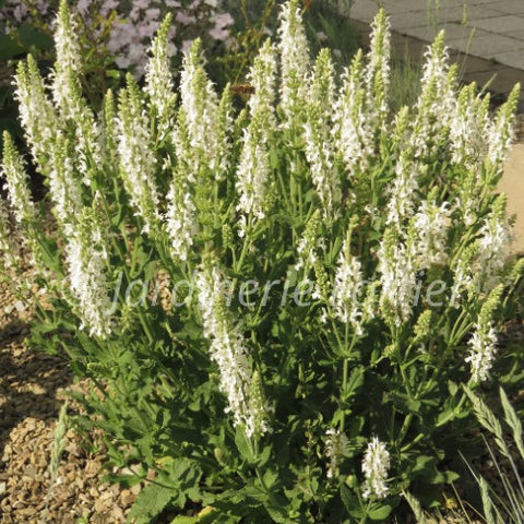 Clethra "Vanilla Spice"