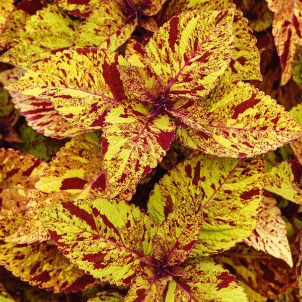BOUTURE PRÉVENTE - Coleus Charged up Marble Mania – Jardinerie Fortier