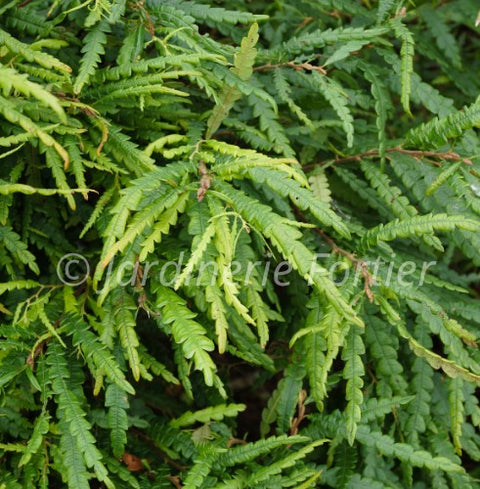 Comptonia "Peregrina"