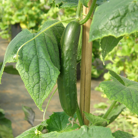 Plant de concombre libanais 'Green Finger' – Écoumène