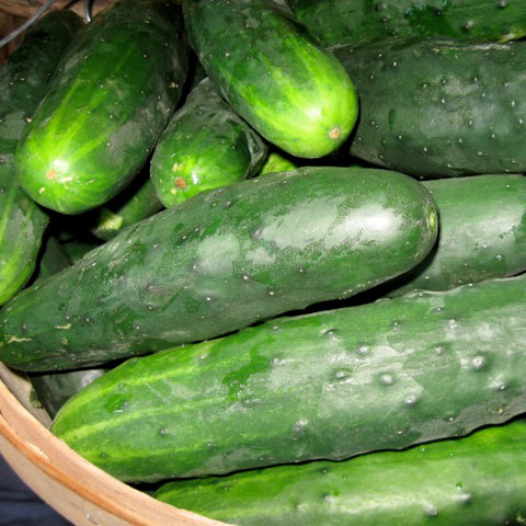 Plant de concombre 'Marketmore' – Écoumène