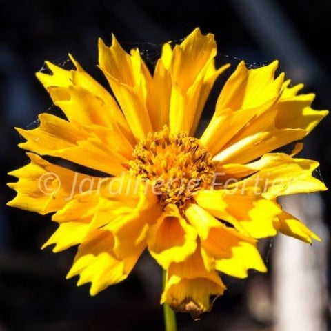 Coreopsis grandiflora "Jethro Tull"