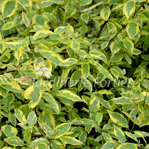 Cornus alba "Gouchaultii"