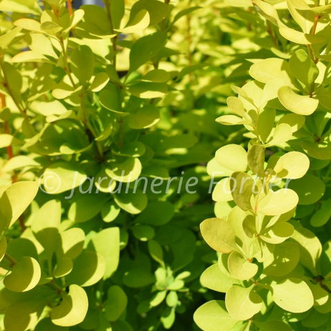 Cotinus "Golden Spirit"
