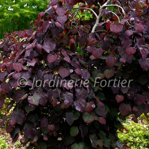 Cotinus "Velveteeny"