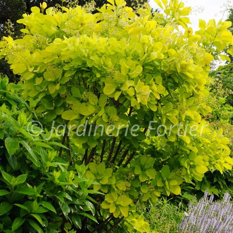 Cotinus "Winecraft gold"