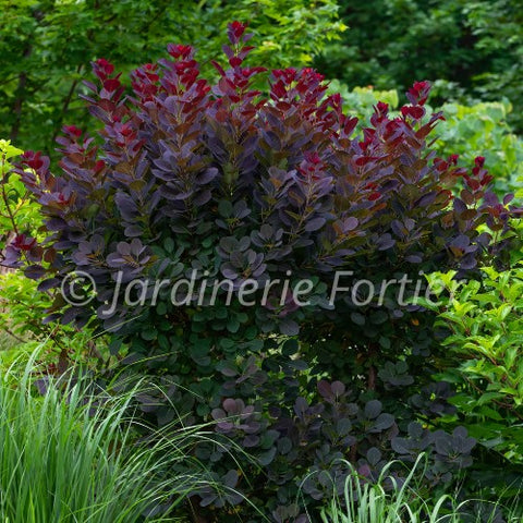 Cotinus "Royal purple"