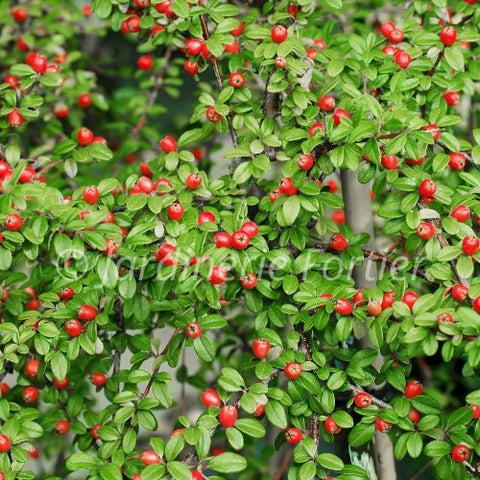 Cotoneaster "Coral Beauty"