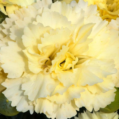 Dianthus odessa "Yellow Bling Bling"