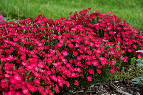 Dianthus "Paint The Town Red"