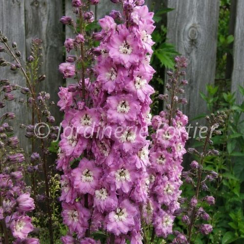 Delphinium "Pixie Rocket Rose Rocket"