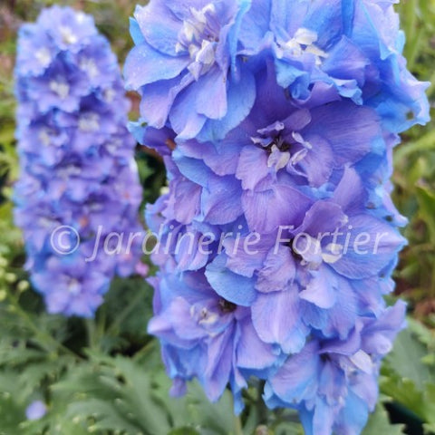 Delphinium "Delgenius Shelby"