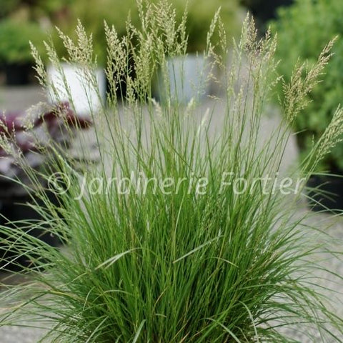 Deschampsia "Cespitosa"