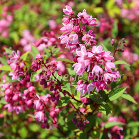 Deutzia "Yuki cherry blossom"