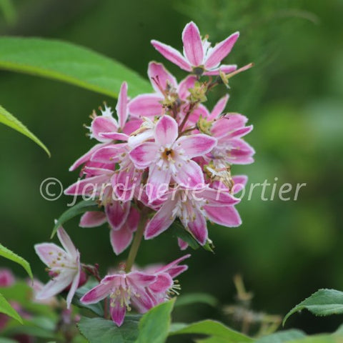 Deutzia perle rose