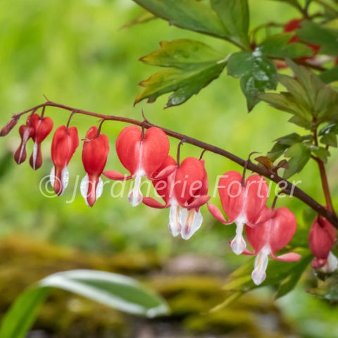 Dicentra "Valentine"