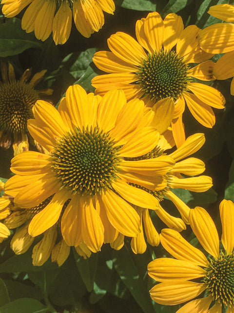 Échinacée "Mellow yellow"