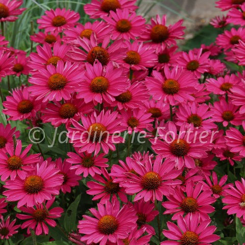 Échinacée "Kismet Raspberry"
