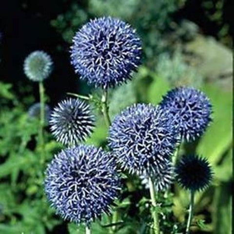 Échinops "Ritro"