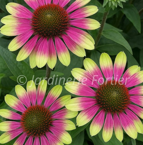 Échinacée "Sweet Sandia"