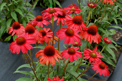Échinacée "Kismet red"
