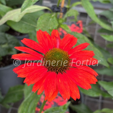 Echinacée "Kismet Intense Orange"