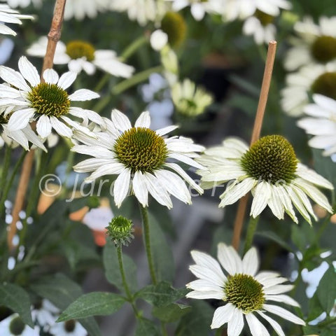 Échinacée "Kismet White"