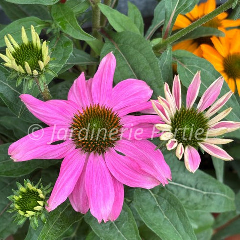 Échinacée "Pow Wow Wild Berry"