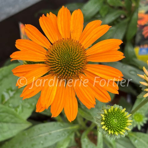 Échinacée "Prima Saffron"