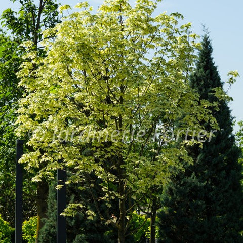 Érable "Drummondii"
