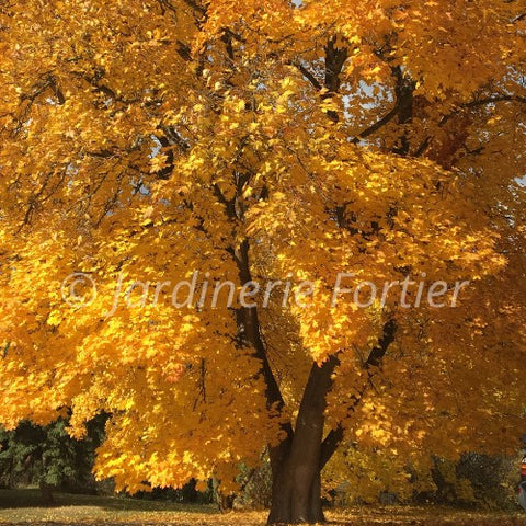 Érable "Autumn Blaze"