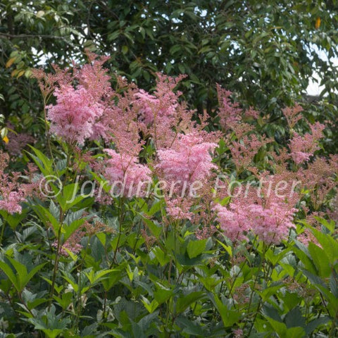 Filipendula rubra "Venusta Magnifica"