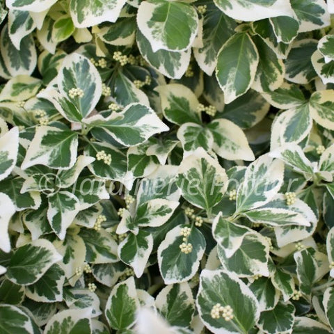 Fusain "Emerald Gaiety"