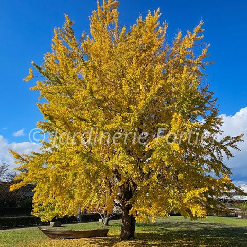 Ginkgo Biloba