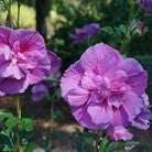 Hibiscus "Dark Lavender Chiffon"