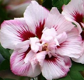 Hibiscus "Lady Stanley Rose"