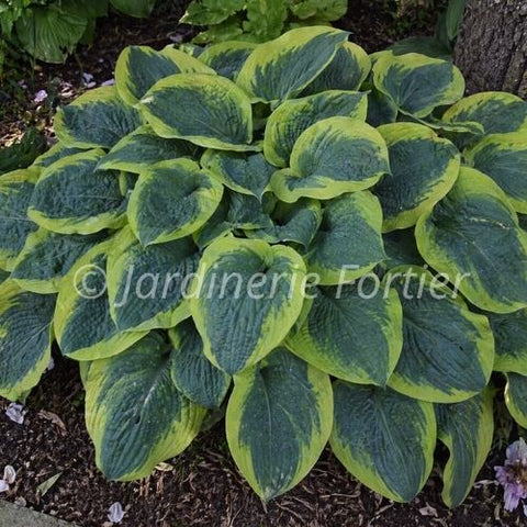 Hosta "Frances Williams"