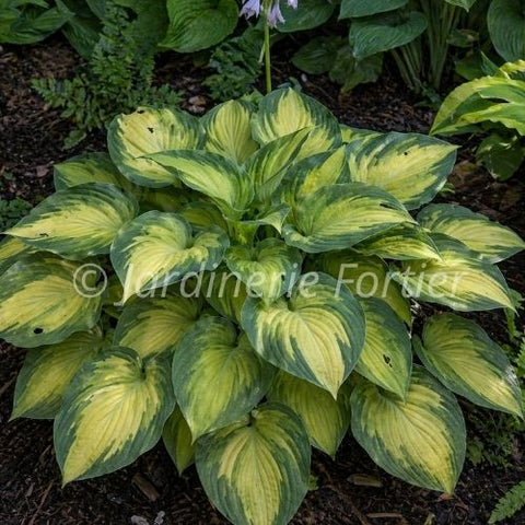 Hosta "Great Expectations"