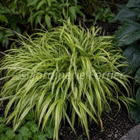 Hakonechloa macra "Aureola"