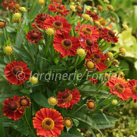 Helenium autumnae "Mariachi Salsa"
