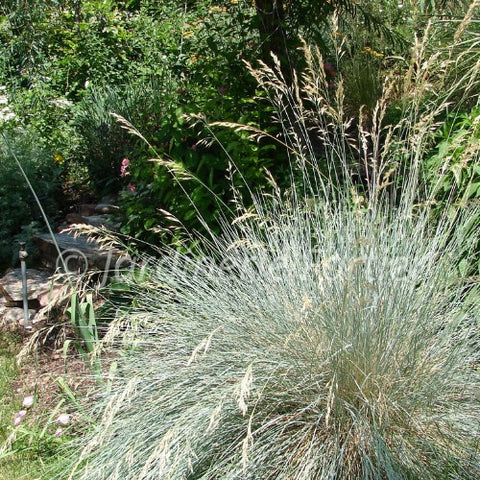 Helictotrichon "Sempervirens"