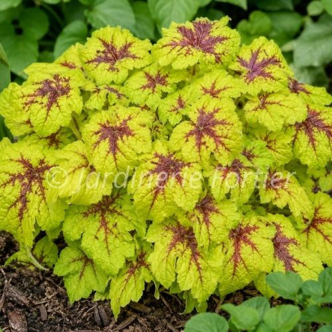 Heucherella "Catching Fire"