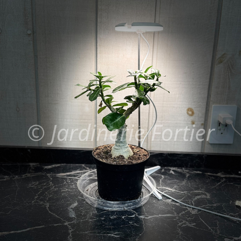 SunBlaster Halo 360 LED Grow Light