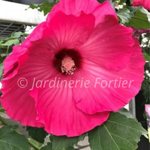 Hibiscus "Airbrush Effect"