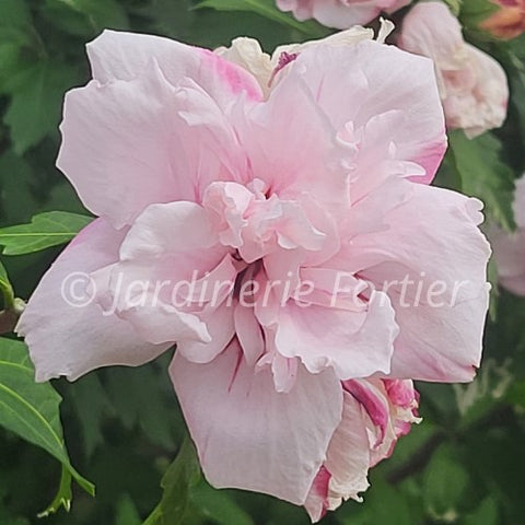 Hibiscus "Lady Stanley Rose"