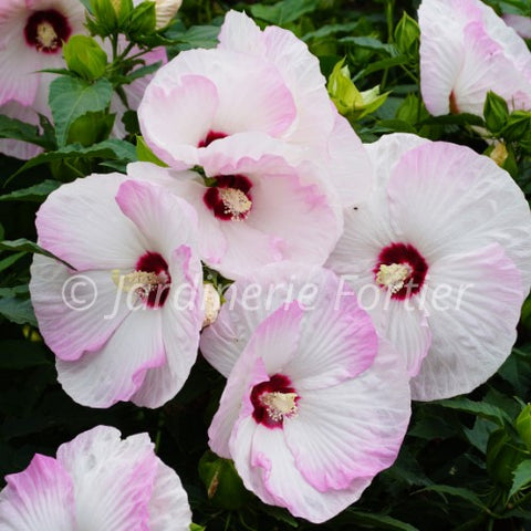 Hibiscus "Luna Pink Swirl"