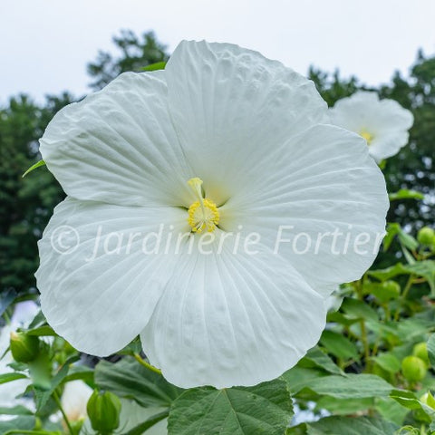 Hibiscus "Marshmallow Moon"