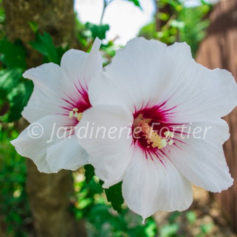 Hibiscus "Angel Eyes"